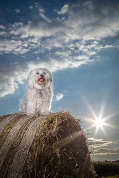 Two shining stars Stock Photos