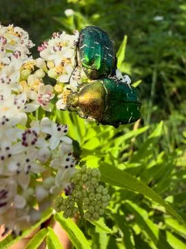Two shiny beetles on flowers Stock Photos