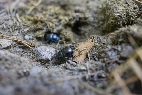 Two Shiny Black Beetles on Forest Floor Stock Photos