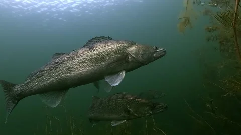 Two shiny walleye in foreground, others behind Stock Footage 320575994
