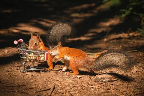 Two shopping squirrel Stock Photos