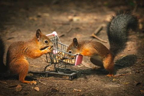 Two shopping squirrel Stock Photos