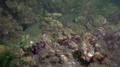 Two shore crabs mating on North Sea sea bed Stock Footage 131142093