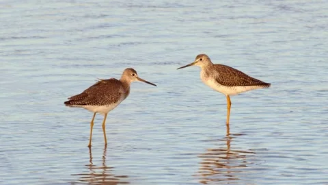 Two shorebirds feed and call in shallow water. Stock-Footage 335636632