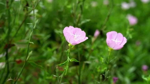 Two Shot of Beautiful Evening Primrose (Oenothera speciosa) 4K25p Vídeo Stock 336649376