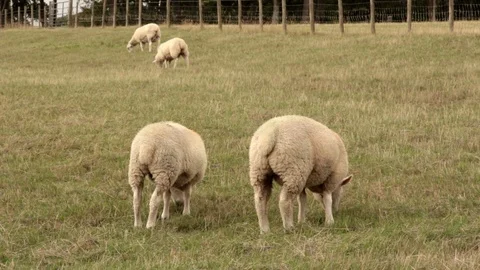 Two Shot of Sheep in the Foreground and Background Video stock 93701864