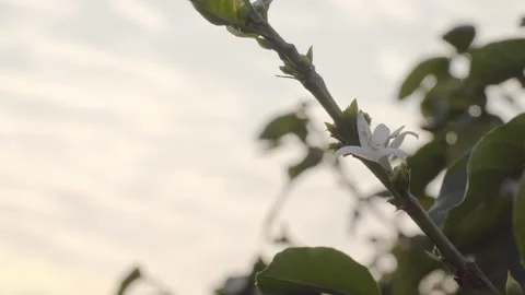 Two shots of different angles of coffee flower, close up Stock Footage 162975550