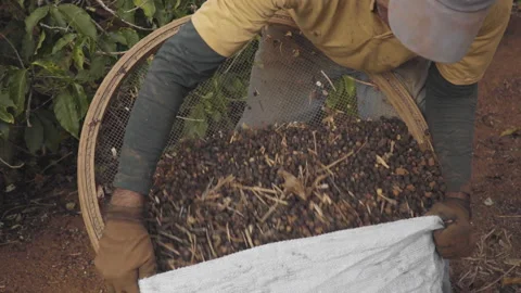 Two shots from different angles of rural worker pouring coffee with sieve in bag Video stock 162926067