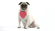 Two Shots Of Dog Wearing Blank Heart Valentine On Neck Stock Footage