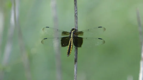 Two shots of a dragonfly on a branch Видео 36035073