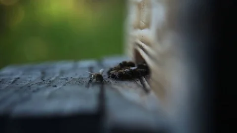 Two shots of honey bees going in and out of hive, sunny weather, close up Stock Footage 80778319