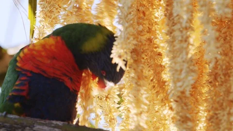 Two shots of a Rainbow lorikeet eating nectar Video stock 129746095