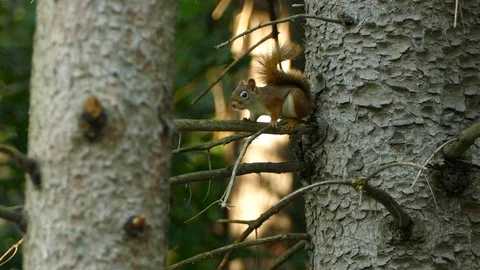 Two shots of red squirrel standing on branch protruding away from tree Stock-Footage 105220959