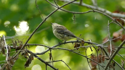 Two shots of warblers perched and hopping in pretty lush forest  - HD 1080p Stock Footage