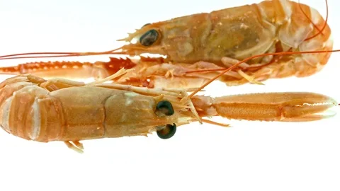 Two shrimps on white Stock Footage 119686245