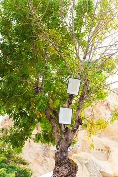 Two shutdown LED lanterns on a tree in the afternoon Stock Photos
