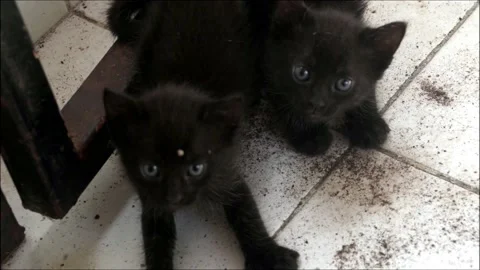 Two shy black kittens looking to camera. Video stock 161555886