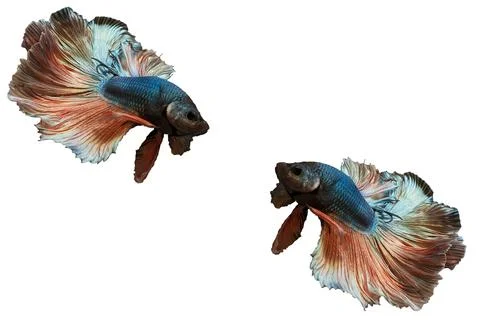 Two Siamese fighting fish , betta fish isolated on white background. Stock Photos