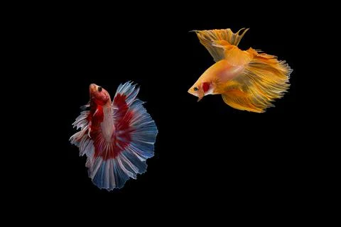 Two Siamese fighting fish , betta fish isolated on black background. Stock Photos