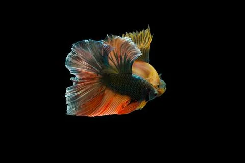 Two Siamese fighting fish , betta fish isolated on black background. Stock Photos