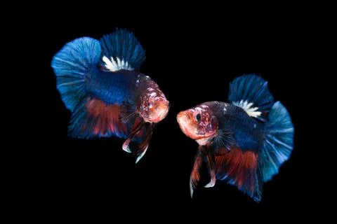 Two siamese fighting fish isolated on black background Stock Photos