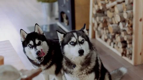 Two Siberian Haskies at home kitchen. Stock Footage 70944853