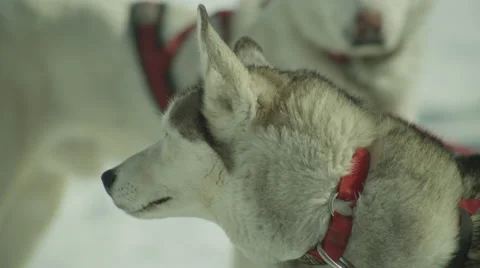 Two Siberian huskies looking around in the snow Stock Footage 67554189