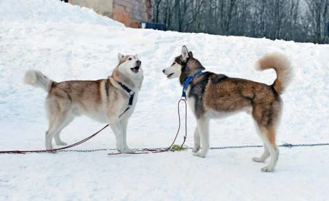 Two Siberian Huskies Stock Photos