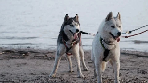 Two Siberian Husky begin to move in a harness. Pet training near the river. Stock Footage 115943236