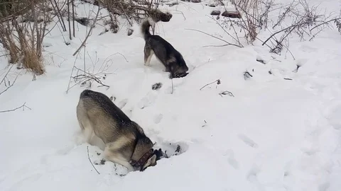 Two Siberian Husky digs a pit in search of mice. Video stock 71870273