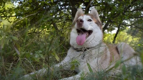 Two siberian husky dog in forest Vidéo 84325951