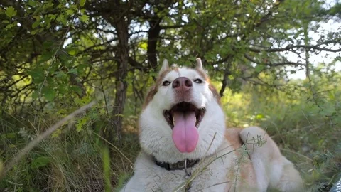 Two siberian husky dog in forest Video stock 84326273