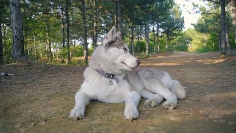 Two siberian husky dog in forest 库存影片 84381359