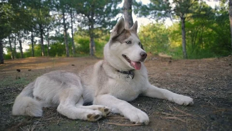 Two siberian husky dog in forest Stock-Footage 84386492