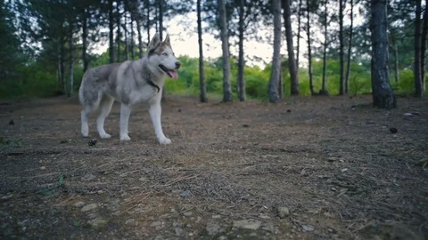 Two siberian husky dog in forest 库存影片 84386625