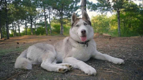 Two siberian husky dog in forest 库存影片 84386838