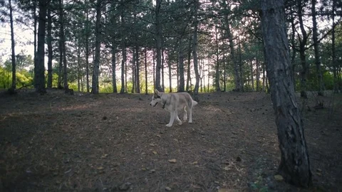 Two siberian husky dog in forest 库存影片 84390096