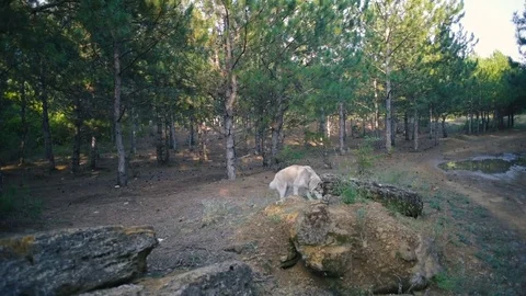 Two siberian husky dog in forest Stock-Footage 84390781