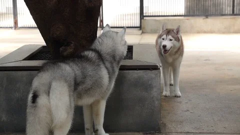 Two Siberian Husky Dog Playing Outdoors Stockbeeldmateriaal 74260826