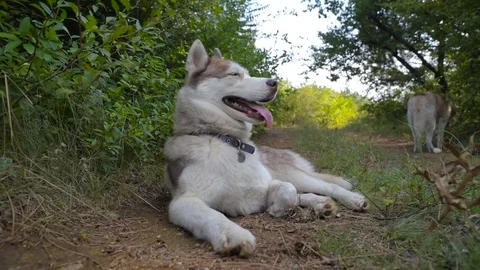 Two siberian husky dogs in forest Stock Footage 84328204