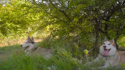 Two siberian husky dogs in forest Stock Footage 84331591