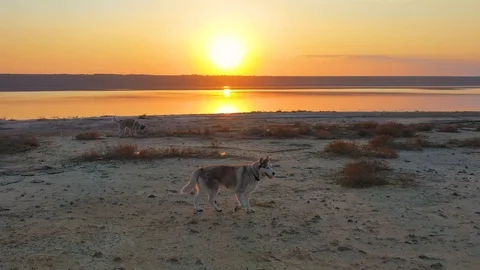 Two siberian husky dogs playing near the lake during sunset Stock Footage 106950589