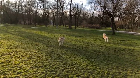 Two siberian husky dogs running and playing in park Stock Footage 84107553