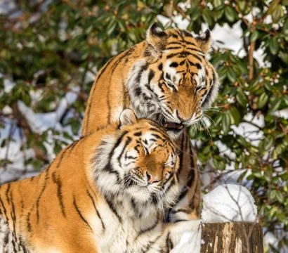 Two siberian tiger, Panthera tigris altaica, male and female cuddling, outdoors Stock Photos