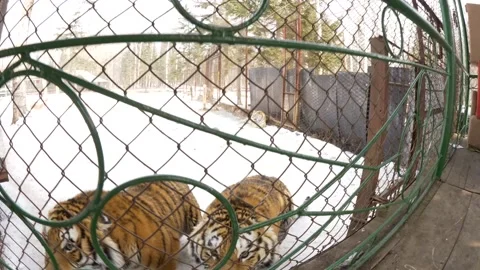 Two Siberian Tigers Jumping Up On Cage and Roaring Close Up in Sanctuary FHD Stock Footage 143166315