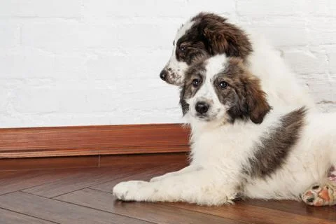 Two sibling puppies Stock Photos