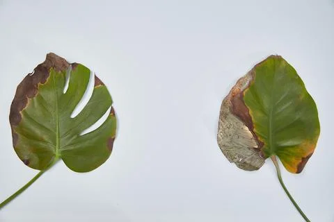 Two sick leaves of monstera on a light background. Diseases of potted flowers Stock Photos