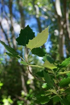 Two Sides To a Leaf Stock Photos