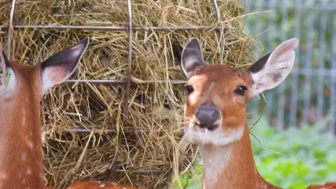 Two sika deer chewing hay, one looks straight forward Stock Footage 224339499