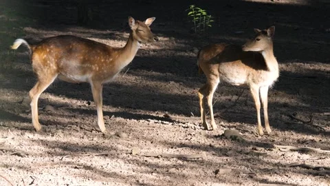 Two sika deer looking around Stock Footage 243346782